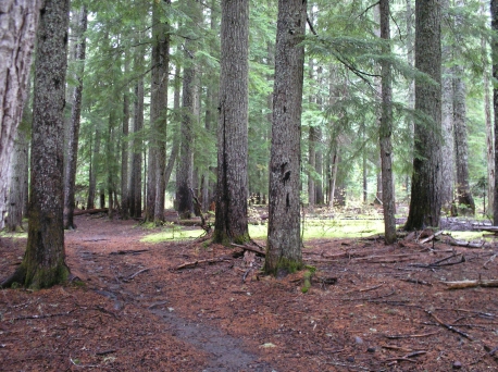 Click to see Lightbox Display of pictures from the Toutle Trail